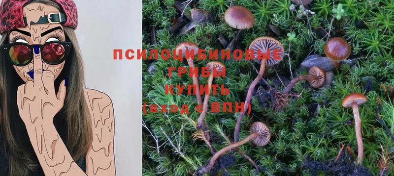 Галлюциногенные грибы Psilocybe  Комсомольск 